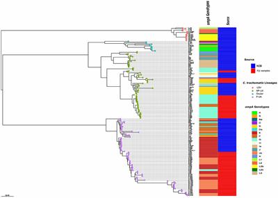 Corrigendum: Patterns of within-host spread of Chlamydia trachomatis between vagina, endocervix and rectum revealed by comparative genomic analysis